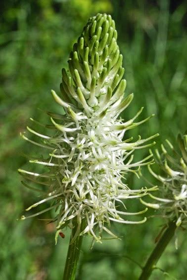 Fleur bleue ou blanche