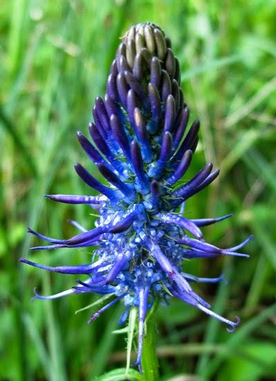 Fleur bleue ou blanche