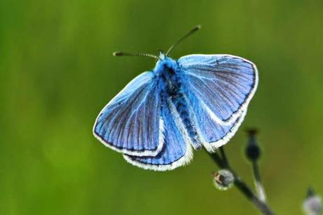 En forêt de Gobessart (55)