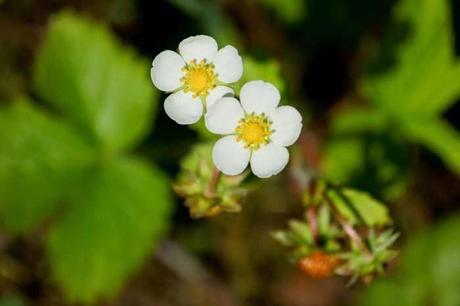 En forêt de Gobessart (55)