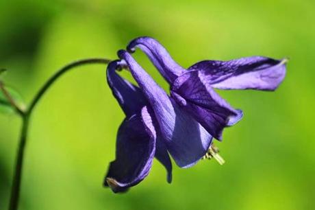 En forêt de Gobessart (55)