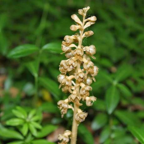 En forêt de Gobessart (55)