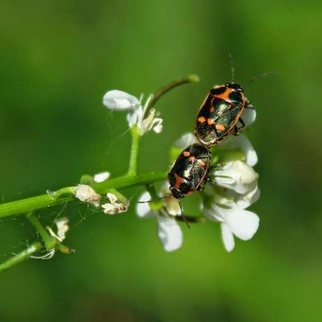En forêt de Gobessart (55)