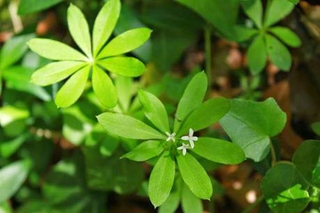 En forêt de Gobessart (55)