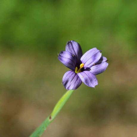 En forêt de Gobessart (55)