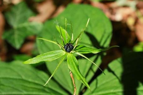 En forêt de Gobessart (55)