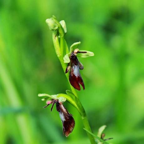 En forêt de Gobessart (55)