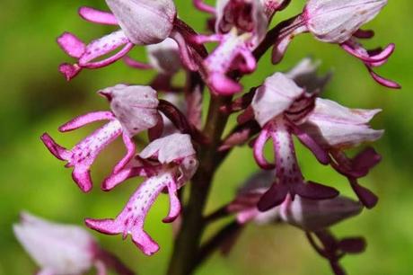 En forêt de Gobessart (55)