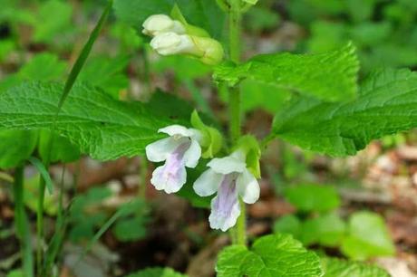 En forêt de Gobessart (55)