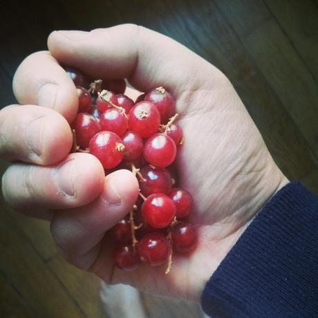 portion de fruit groseilles