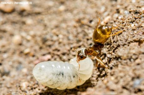 Macro de fourmis