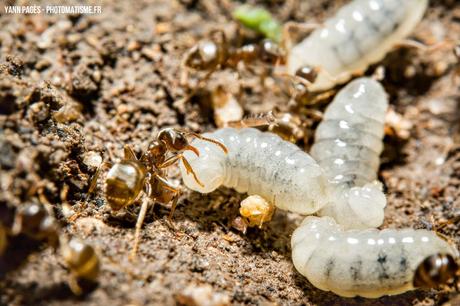 Macro de fourmis et de larves