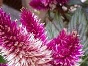 Réparation parapluies…!