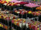fleurs pour votre Mère sont arrivées chez fleuriste