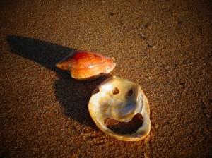 Wine-glass-bay_shell-alive_worldtour-outdoorexperience