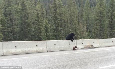 Une maman ours sauve son petit piégé sur le bord d'une route