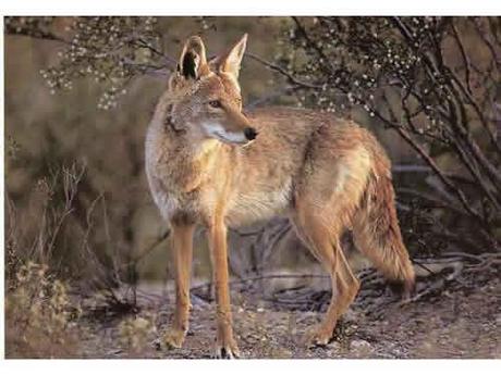 Coyote_000.jpg