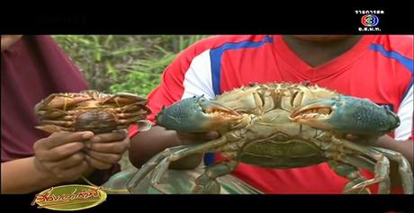 Thaïlande-Krabi: Des crabes de 60 cms ! [HD]