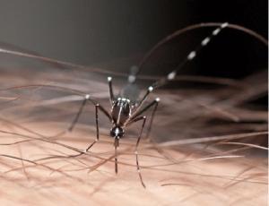 VIRUS ZIKA: La nouvelle menace du moustique tigre, en France aussi – IRD