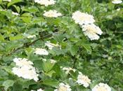 VIburnum opulus