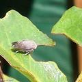 Les cicadelles sont petites, difficiles à voir et à identifier