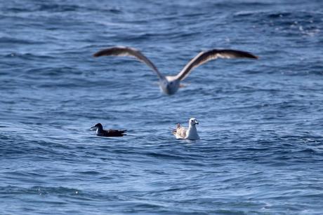 le puffin est à gauche