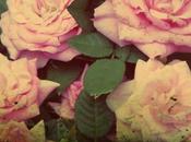 #100happydays #100happyendogirlsdays