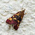 Une petite pyrale aux couleurs chaudes...