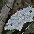 Cette philobie se reposait sur un tapis de feuilles mortes...