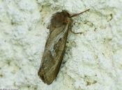 chenille polyphage s'attaque nombreuses racines