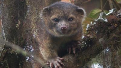 L'olinguito, entre l'ours et le chat faune,biologie,taxonomie,sciences,ours,espèces