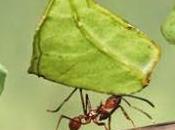 logique coopérations informationnelles