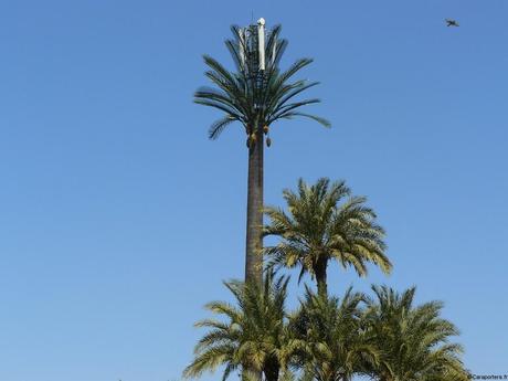 Le vrai faux palmier de Marrakech