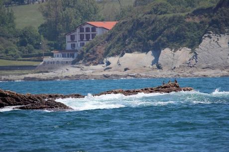 grands cormorans sur la corniche d' Hendaye