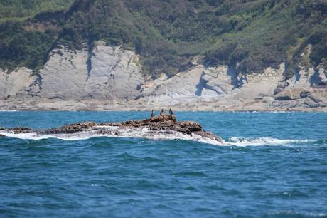 grands cormorans sur la corniche d' Hendaye