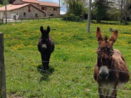 J'ai rencontré des ânes aujourd'hui