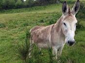 J'ai rencontré ânes aujourd'hui