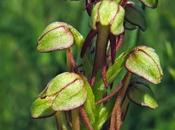 labelle anthropomorphe