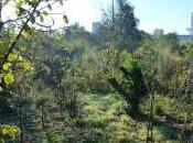 Montreuil, était considéré XVIIIe siècle comme plus beau jardin d'Ile-de-France