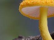 champignons fantastiques