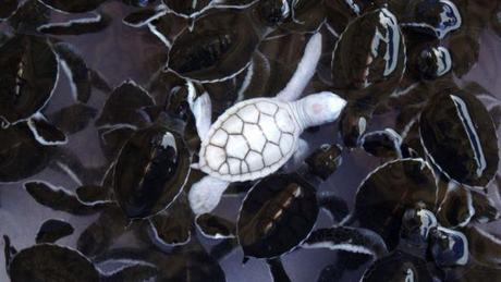 tortue-mogwaii-animaux-albinos-blanc-animals (19)