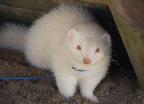 furet-mogwaii-animaux-albinos-blanc-animals (52)