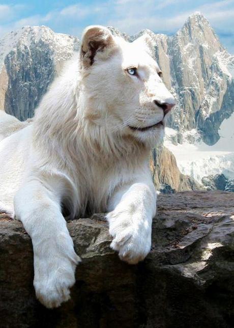 lionne-mogwaii-animaux-albinos-blanc-animals (6)