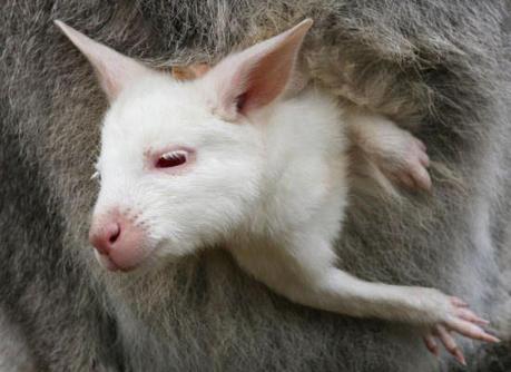 walibi-mogwaii-animaux-albinos-blanc-animals (56)