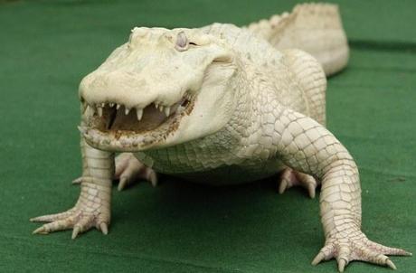 crocodile-mogwaii-animaux-albinos-blanc-animals (37)