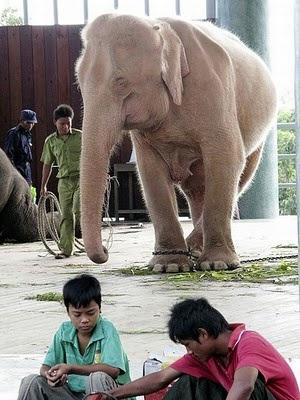 elephant-mogwaii-animaux-albinos-blanc-animals (38)