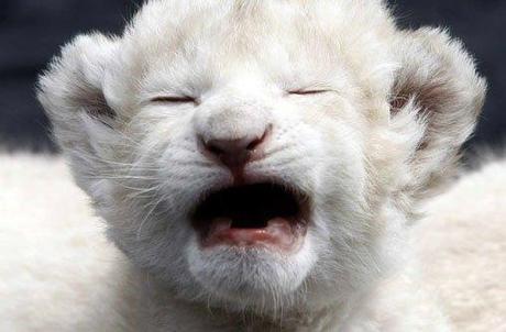 lionceau-mogwaii-animaux-albinos-blanc-animals (20)