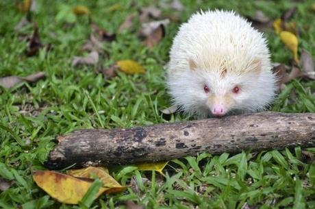 herisson-mogwaii-animaux-albinos-blanc-animals (32)