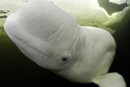 bellouga-mogwaii-animaux-albinos-blanc-animals (7)