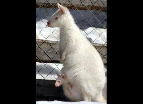 walibi-mogwaii-animaux-albinos-blanc-animals (58)